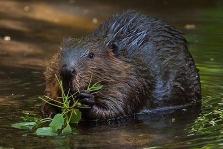 Animal Removal Professionals, Rodents, Beavers