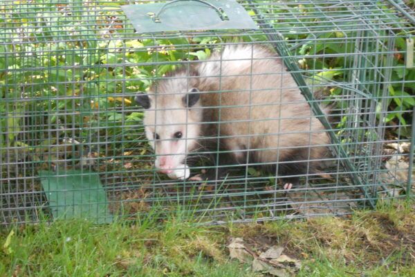Opossum Trapping - Squirrel Traps, Rat Trap, Skunk Traps, Opossum