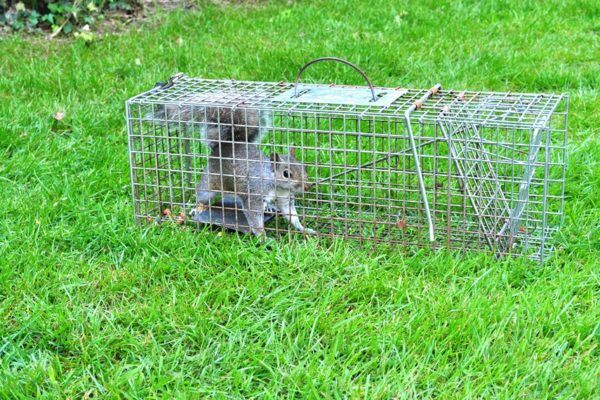 https://cdn-dgoki.nitrocdn.com/RQhANbbBIEfnanMzfoFiLUUKZDobUMPB/assets/images/optimized/rev-a7615de/seattlewildlifecontrol.com/wp-content/uploads/2018/05/Squirrel-trapped-5-600x400.jpg