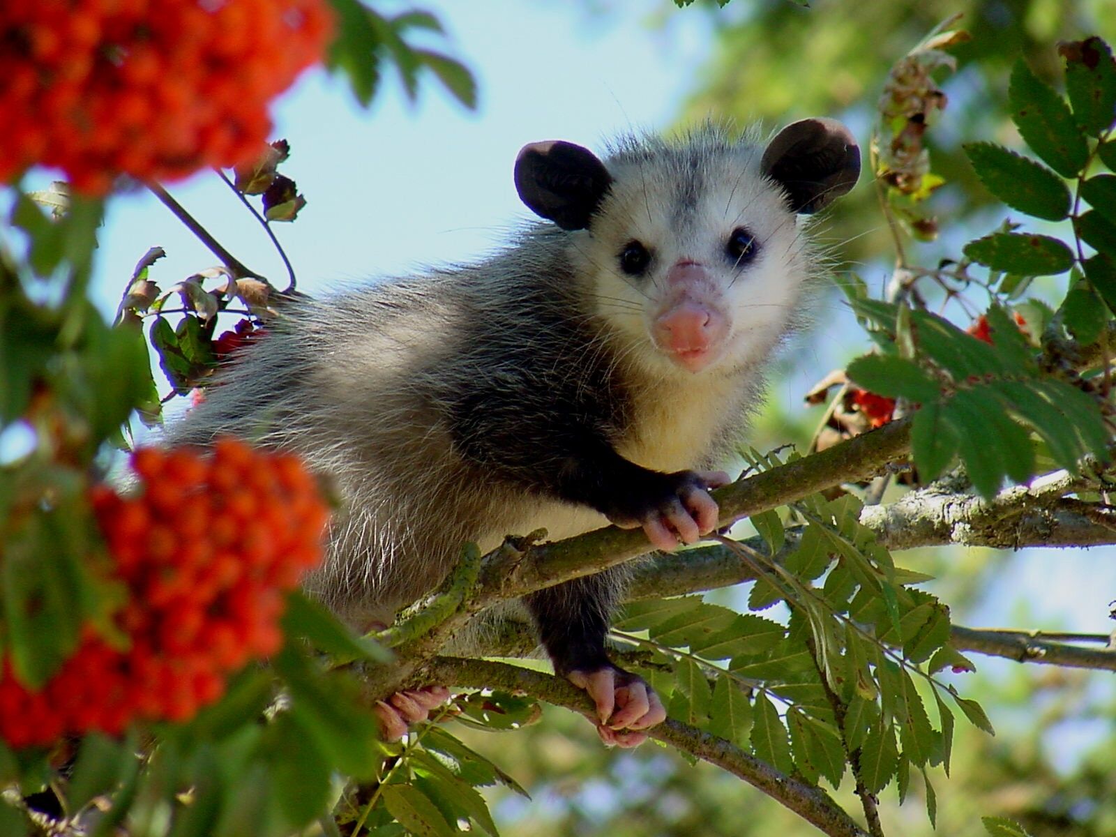 How to Trap a Possum: 10 Tips from Pest Control Experts